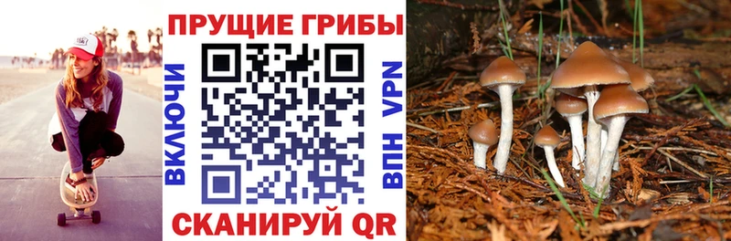 Псилоцибиновые грибы GOLDEN TEACHER где продают наркотики Норильск